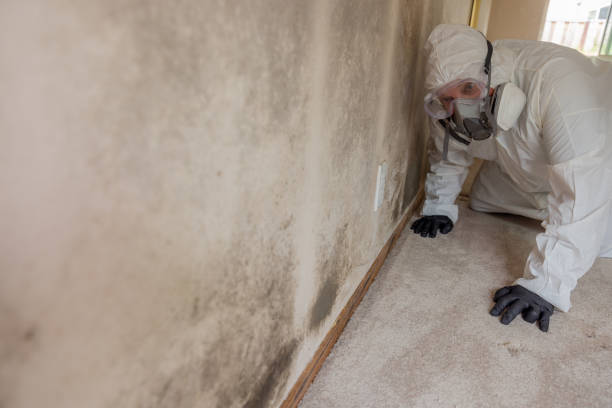 Best Attic Mold Removal  in USA